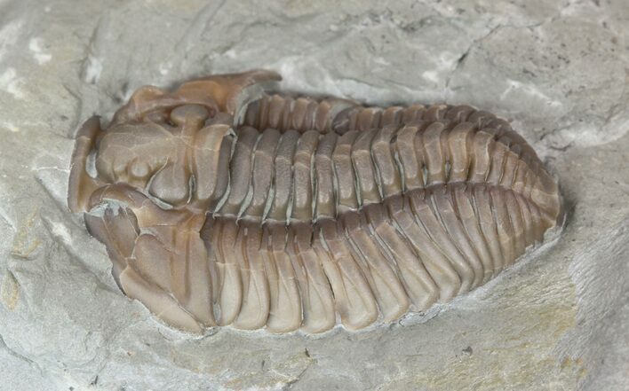 Bargain, Flexicalymene Trilobite In Shale - Ohio #52200